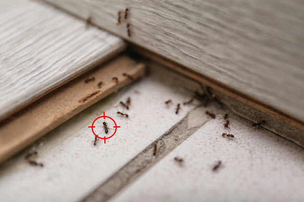 Best Pest Removal Services  in Bren Arrow, OK