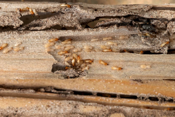 Best Affordable Pest Control Services  in Bren Arrow, OK